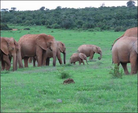 A herd of elephants in a grassy field

Description automatically generated